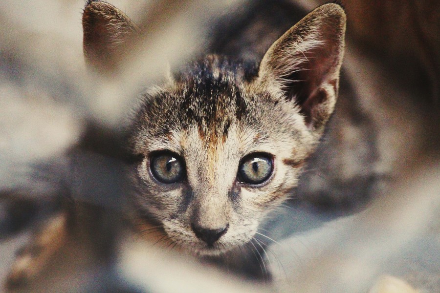 gatinho, bebê gato, animais jovens, agressivo, caça, gato, pele, adorável, animais, carnívoros, fofo, cabelo, bebê, mamífero, pata, animais de estimação, brincalhão, retrato, puro sangue, pequeno, curioso, querido, fotos grátis, imagens grátis, gato doméstico, retrato de cabeça animal, gato enrugado, bonito, gatinho, animais, fotografia, olhando para câmera, animal doméstico, animal jovem, cor, dia, dentro de casa, animal de estimação, ninguém, olho de Animais, Partes do corpo animal Temas animais, animal adorável, animal de estimação, peludo, juba, cores, cabelos, listras, felino, gatinho, micifuz, michino, madrileño, felido, gatuno