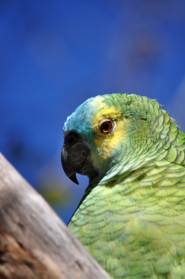 Um, animais, papagaio, lorito, verde, pássaro, pássaros