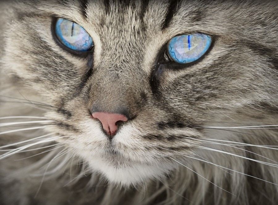 gatinho, bebê gato, animais jovens, agressivo, caça, gato, pele, adorável, animais, carnívoros, fofo, cabelo, bebê, mamífero, pata, animais de estimação, brincalhão, retrato, puro sangue, pequeno, curioso, querido, fotos grátis, imagens grátis, gato doméstico, retrato de cabeça animal, gato enrugado, bonito, gatinho, animais, fotografia, olhando para câmera, animal doméstico, animal jovem, cor, dia, dentro de casa, animal de estimação, ninguém, olho de Animais, parte do corpo animal Temas animais, um animal adorável, fofinho, animal de estimação, peludo, juba, cores, cabelos, listras, felino, gatinho, micifuz, michino, madrileño, felido, gatuno, papel de parede de HD, papel de parede 4k, resolução 4k, screensaver