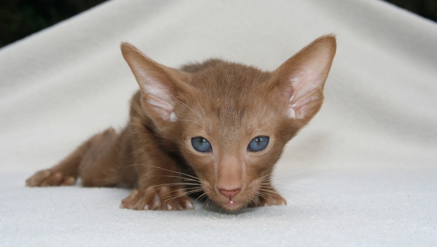 gatinho, bebê gato, animais jovens, agressivo, caça, gato, pele, adorável, animais, carnívoros, fofo, cabelo, bebê, mamífero, pata, animais de estimação, brincalhão, retrato, puro sangue, pequeno, curioso, querido, fotos grátis, imagens grátis, gato doméstico, retrato de cabeça animal, gato enrugado, bonito, gatinho, animais, fotografia, olhando para câmera, animal doméstico, animal jovem, cor, dia, dentro de casa, animal de estimação, ninguém, olho de Animais, Partes do corpo animal Temas animais, Um animal adorável, fofinho, animal de estimação, peludo, juba, cores, cabelos, listras, felino, gatinho, micifuz, michino, Madrid, felido, gatuno, recém-nascido, olhos azuis, marrom, papéis de parede hd, 4k wallpapers, resolução 4k, screensaver