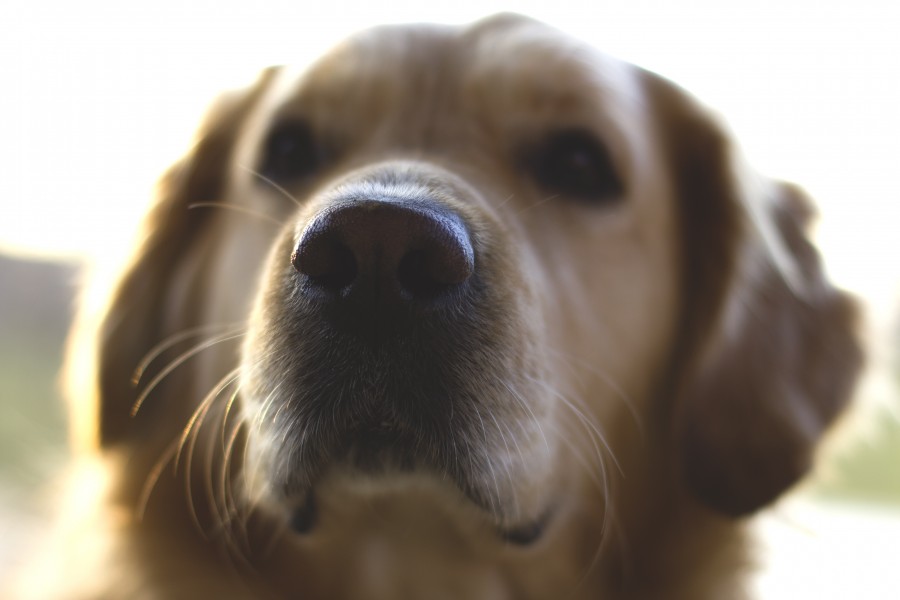 golden retriever, cão, animal de estimação, animais face, face, close-up,