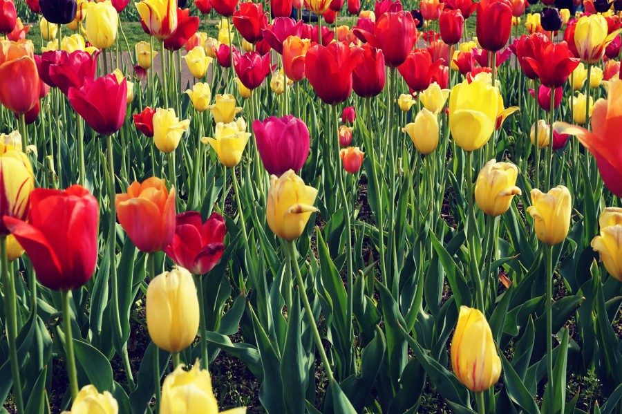 Campo de tulipas, flores, amarelo, vermelho, natureza