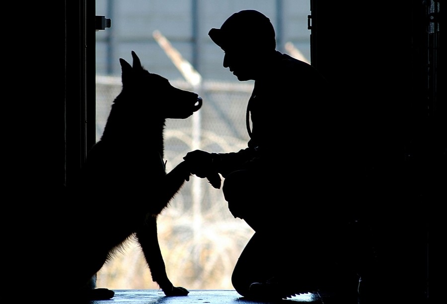 uma pessoa, pessoas, homem, cão, cão pastor, sombra, pet, amor, cario, amizade, conceito,