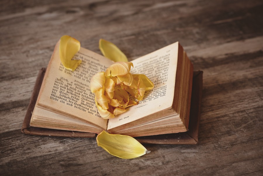 livro, velho, aberto, memória, passado, memórias, flor, pétalas, romance, romance,