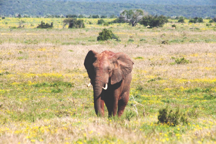 animais selvagens, elefante, áfrica, planície, grande, presa, presas, marfim,