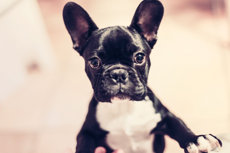 cachorro, animal estimação, pretas, buldogue francês, buldogue, cabeça, olhar, filhote cachorro