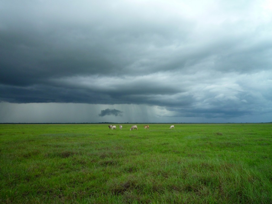 paisagem, campo, cena rural, verde, tempestade, animais animais, cavalo, cavalos,