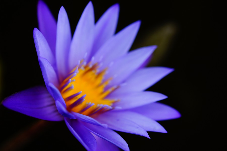natureza, fundo, fundo, flor, violeta, lilás, pétalas, pétala,