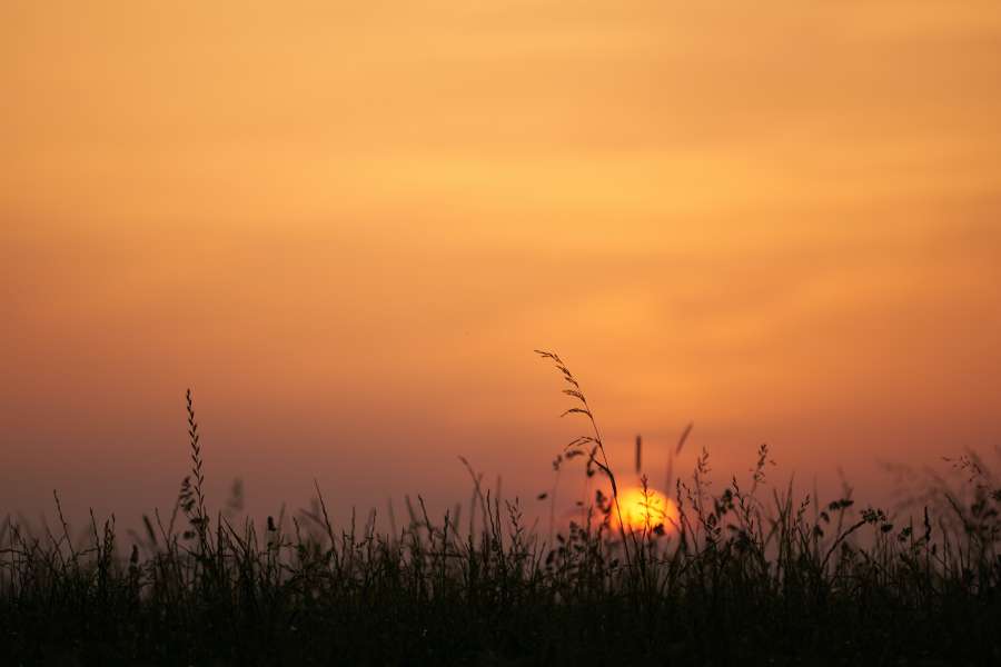 natureza, pôr do sol, campo, paisagem, luz do sol, céu, sol, verão, plano de fundo, fazenda, nascer do sol, estação, rural, prado, bela, agricultura, planta, nuvem, grama, amarelo, país, cena, horizonte, azul, ao ar livre, crescimento, meio ambiente, luz, campo, natural, verde, trigo, dourado, ensolarado, beleza, terras agrícolas, terra, brilhante, noite, sol, primavera, centeio, cereal, laranja, colorido, colheita, grão, manhã, ouro, colheita