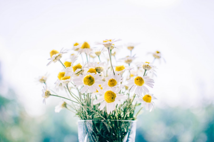 vaso, flor, flores, margarida, close-up, detalhe, natureza, primavera,