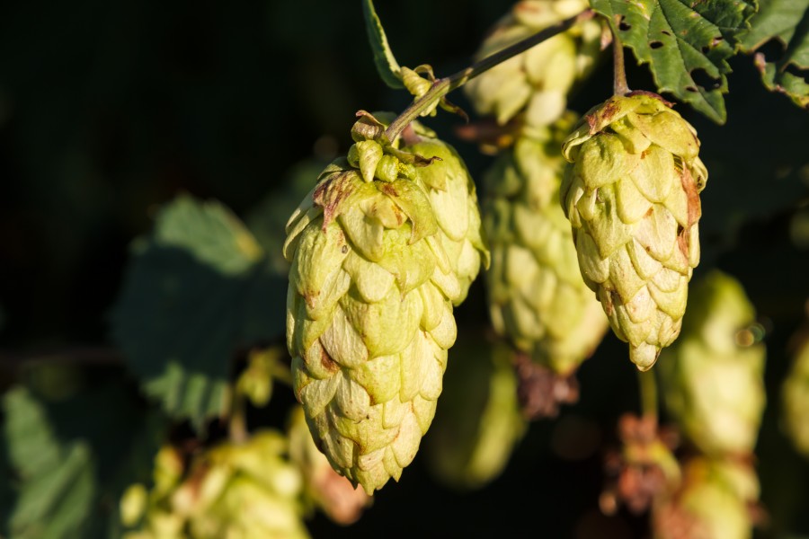 lúpulo, planta, detalhe, natureza, exterior, fruta, flor, amargura, cerveja, artesanato,