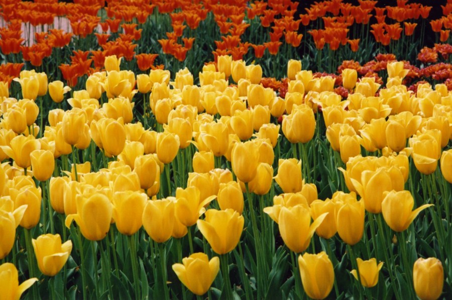 campo, jardim, flor, flores, florido, cor, cores, colorido, amarelo, vermelho, tulipa, tulipas, natureza