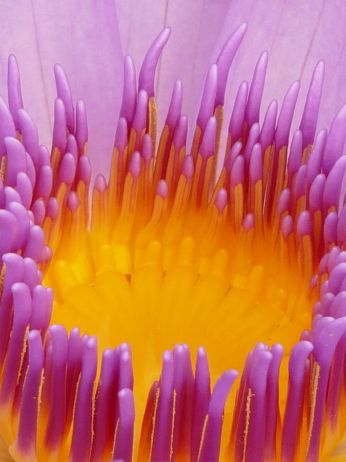 flor, violeta, roxo, pólen, centro, geometria, natureza, close-up, detalhe, fundo, fundo, nenúfar