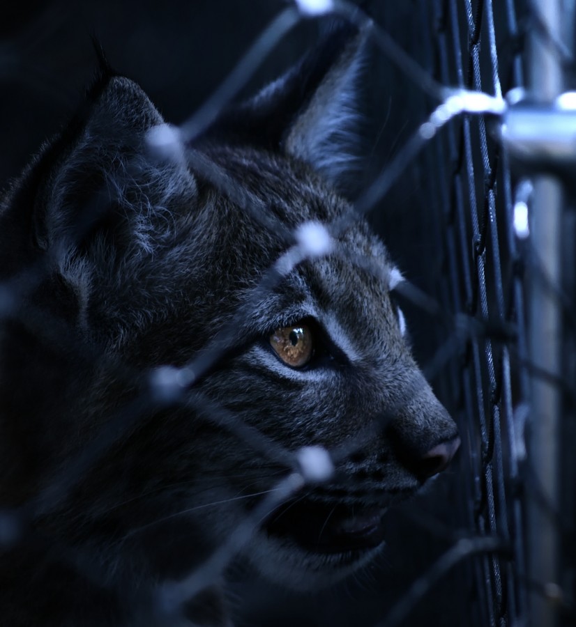 bares, treliça, proteção, preto e branco, olhos castanhos, olhos de gato, olhar, trancado, confinamento, preso, gatinho, gato bebê, animais jovens, agressivo, caça, gato, pele, linda, animais, carnívoros, fofo, fofo cabelo, bebê, mamífero, pata, animais de estimação, brincalhão, retrato, puro-sangue, pequeno, curioso, querido, fotos grátis, imagens grátis, gato doméstico, animal retrato cabeça, gato enrolado, fofo, gatinho, animais, fotografia, assistindo Animal de Estimação, Animal de Estimação, Cor, Dia, Horizontal, Interior, Animal de Estimação, Ninguém, Olho de animal, Temas de Animais, Um animal adorável, Tender, Animal de Estimação, Cabeludo, Juba, Cores, Fascinante, listras, felino, gatinho, micifuz, michino, madrileño, felido, gatuno