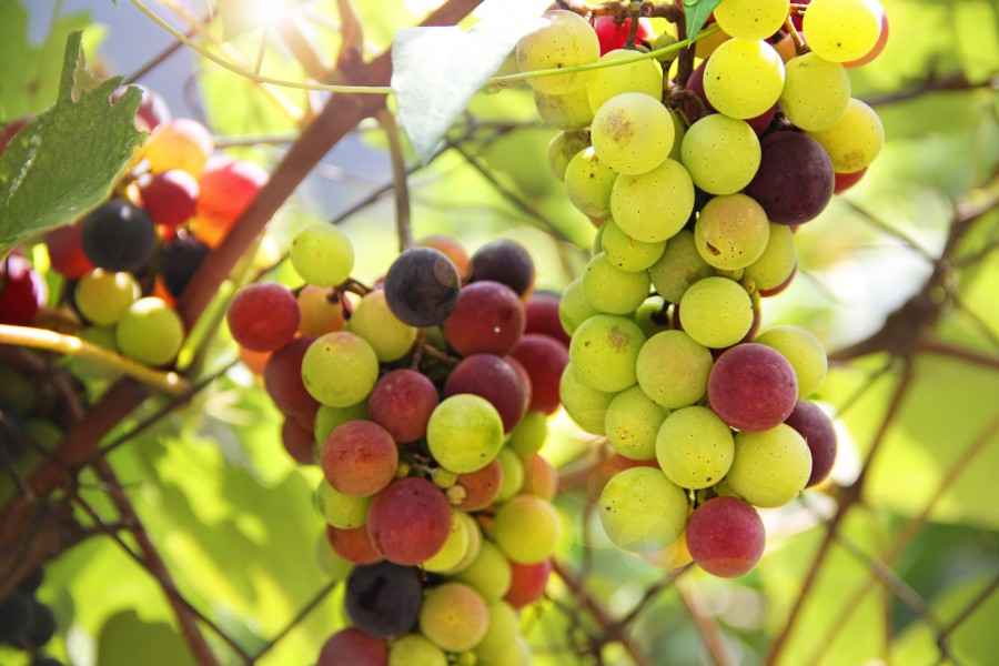 uva, uvas, vinha, vinha, cacho de uvas, frutas, frutas, cultivo,