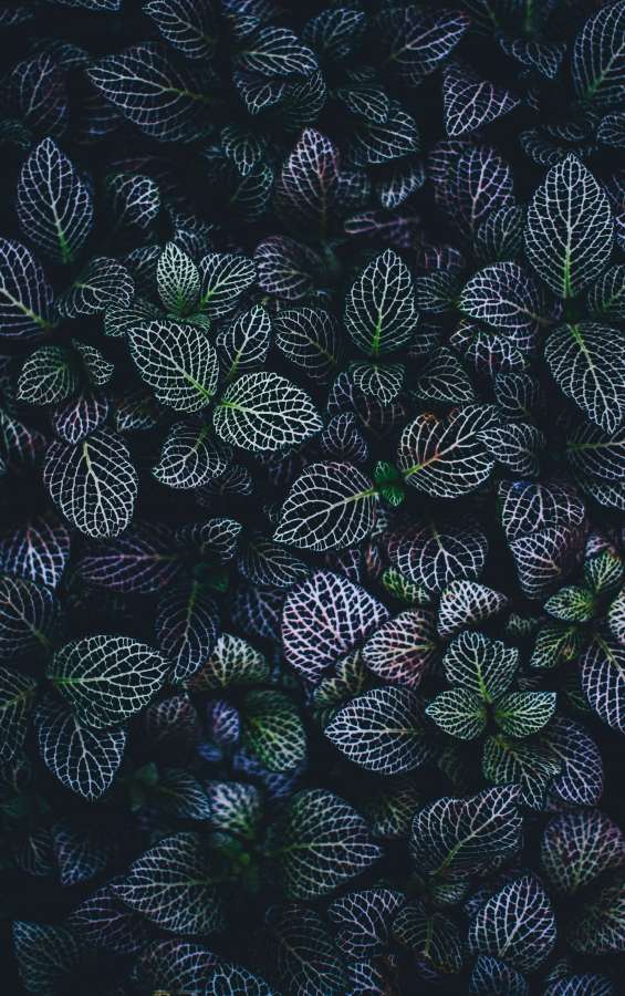 Ao ar livre, Vida selvagem, Papéis de parede, Verde, Azul, Folha, Natureza, Folha, Textura, Folhas, Arbusto, 4k