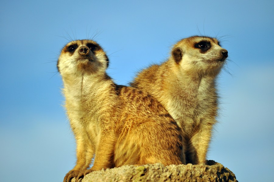 Meerkat, Mangusto, Animais, Evento Social, Questão Social, Comunidade, África, Colônia, Garra, Marrom, Planície, Dois Animais, Céu, Azul Claro