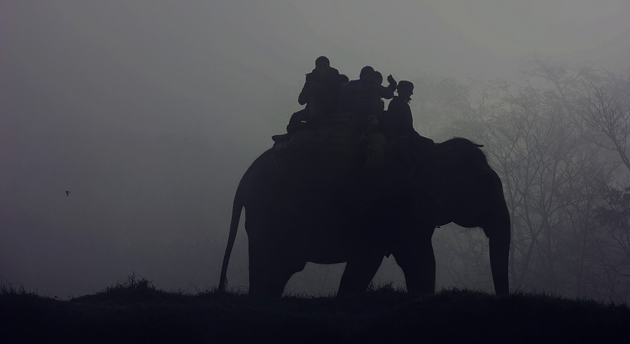 transporte, animais india, elefante, sombra, preto e branco, pessoas, ásia,