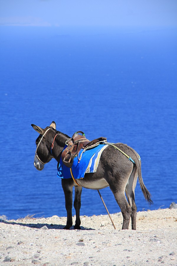 burro, mula animais, grécia, europa, mar, costa, um, transporte,