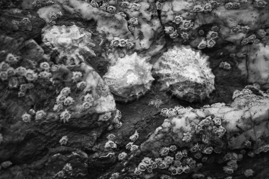 crustaseos, costa, preto e branco, praia, fundo, fundo, textura, ninguém, caracol, caracóis, anexado,