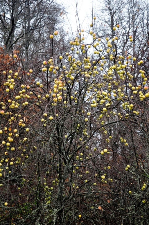 macieira, árvore, árvores, maçã, maçãs, frutas, frutas, natural, patagônia, vista frontal, dia, amarelo, amarelo,