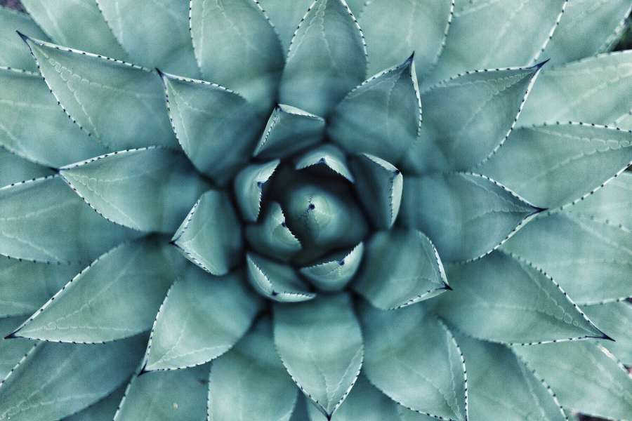 Suculenta, Papel De Parede, Papéis De Parede De Flores, Fundo Floral, Fundo Floral, Flor, Folha, Planta, Cacto, Flora, Simétrico, Natureza