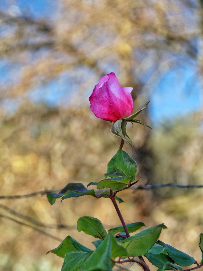 rosa, close-up, flor, ninguém, florescer, primavera,