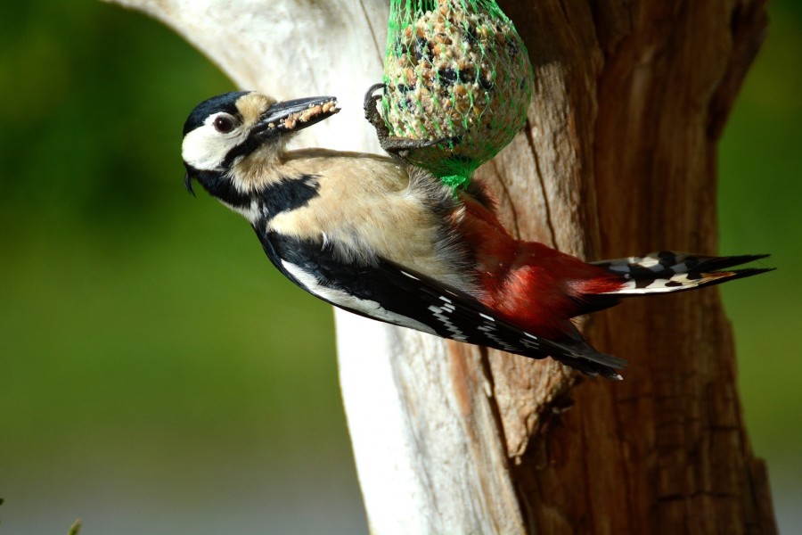 pássaro, pássaro, refeições, comer, alimento, árvore, close-up, selvagem, vida selvagem, bico,