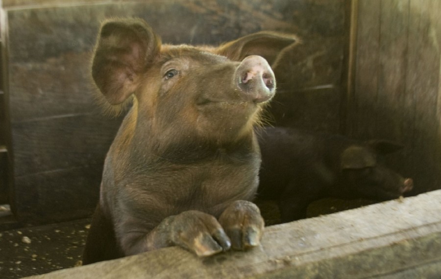porco, animais de fazenda, um, cabeça, concurso, marrom, cascos, focinho,