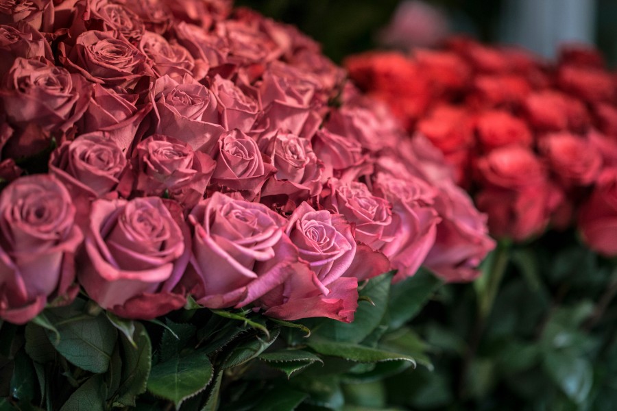 rosas, rosa, flor, flores, buquê, buquê de flores, fragrância, perfume, dúzia, florista,
