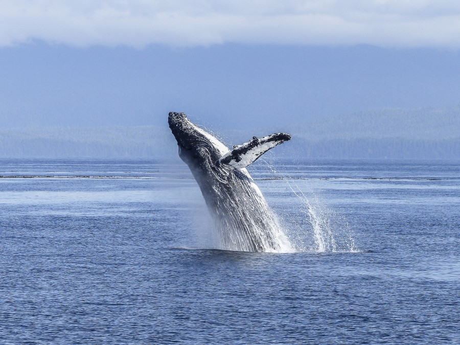 baleia, animais marinhos, mamífero, saltar, saltar, saltar,