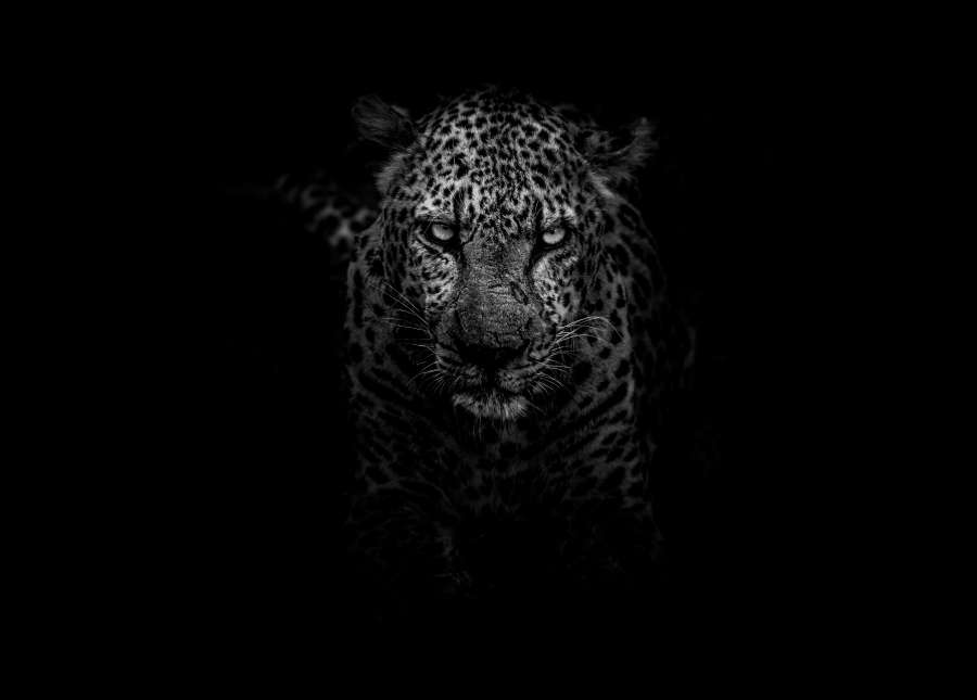 Natureza, Gato, Vida selvagem, Animais, Leopardo, África, Preto e branco, Caça, Olhar fixo, Predador, Selvagem, Preto e branco, papel de parede, wallpapers 4k