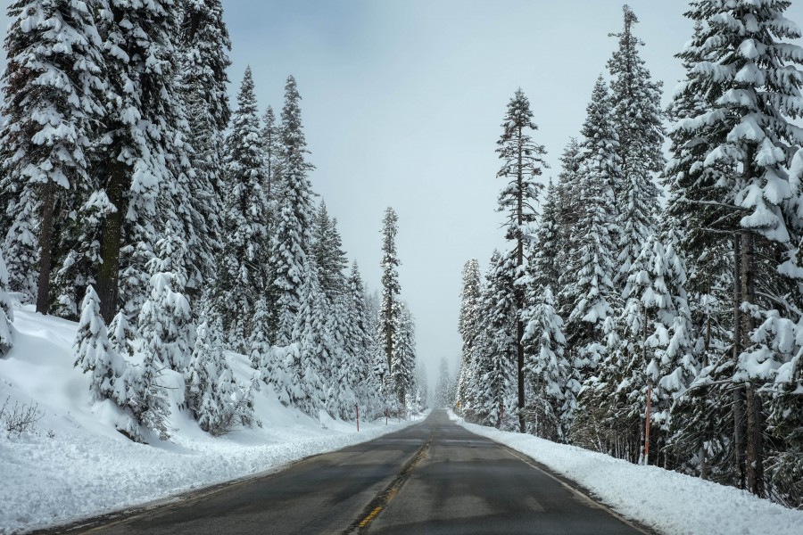 rota, estrada, nevado, neve, estrada, ninguém, paisagem, primeiro plano, asfalto, inverno, pinheiros,