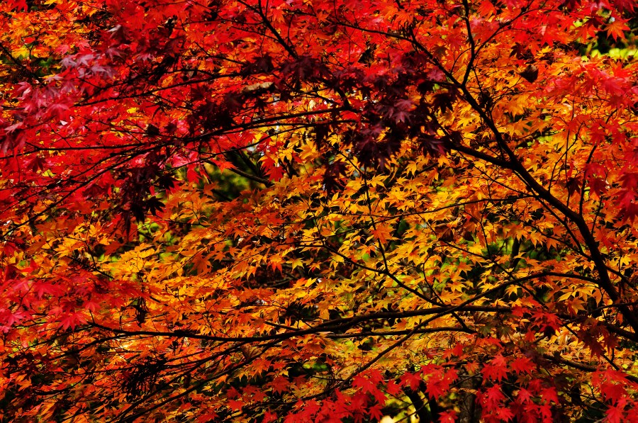 pôr do sol, fundo, fundo, outono, folha, folhas, vermelho, avermelhado, cor, cores, natureza, ninguém, árvore,