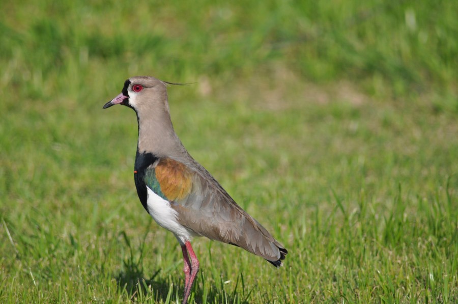 Um animalBird, Tero