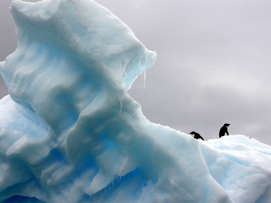 icebergue bloco, gelo, iceberg, natureza, ártico, antárctico, pinguim, pingüins, animal animais, paisagem, frio,