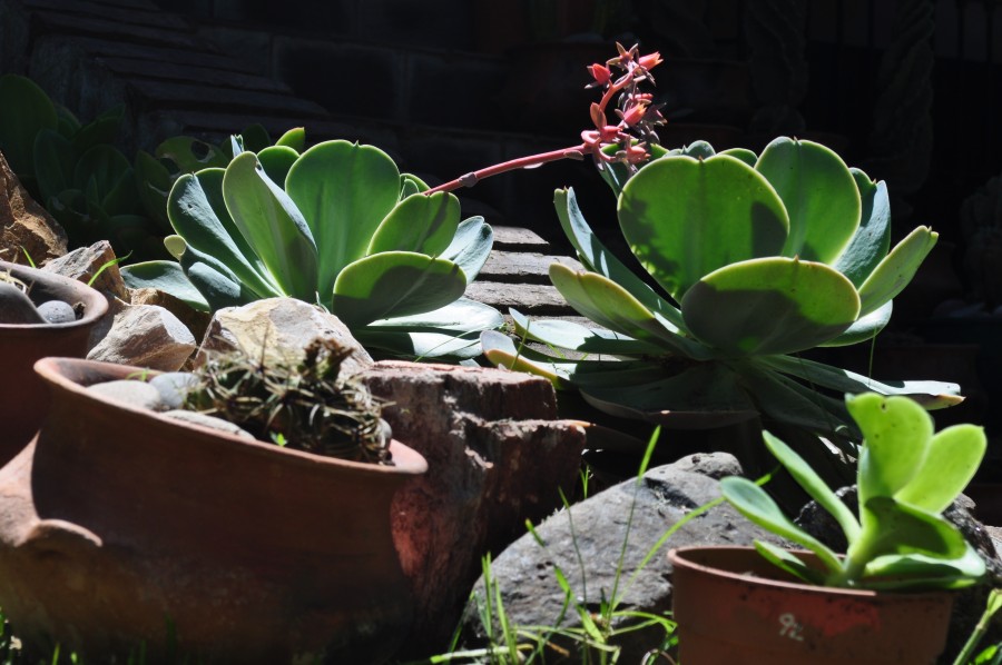 cacto, planta, plantas, natureza, suculento,