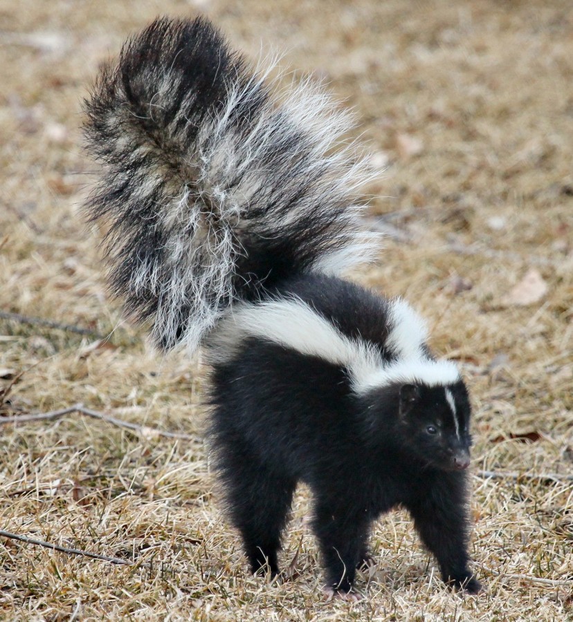 gambá, mephitidae, cheiro de animais, selvagem, mapurites, skunk,