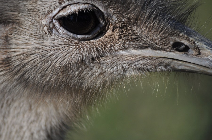 Avestruz, um pássaro animal, olho, penas, plumagem, bico, rápido, velocidade, África, Africano, Altura, Animais, Aparência, Pássaro, Avestruzes, Aviária, Cabeça, Conservação, Conserve, Pescoço, Struthio camelus
