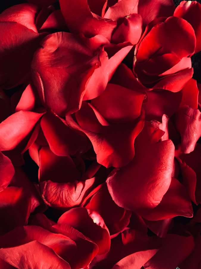 Rosa, vermelho, amor, flor, romance, romântico, plano de fundo, floral, isolado, apaixonado, beleza, pétala, bela, decoração, branco, casamento, celebração, natureza, feriado, natural, padrão, design, cartão, flora, flor aniversário, cor, papel de parede, planta, pétalas, voando, dia, folha, fresco, evento, close-up, textura, queda, conceito, primavera, realista, grupo, rosa, padrão, espaço, elegante, parabéns, vetor, quadro, Vários
