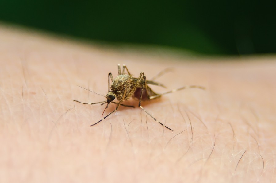 mosquito, mordida, mordida, inseto, braço, pele, primeiro plano, sugar, sangue,