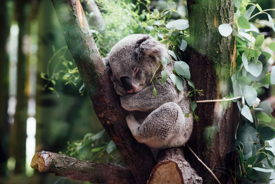 coala, animais dormindo, dormir, relaxar, calma, selva, floresta,