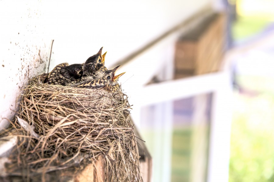 ninho, palha, pássaros, bebês, pombo, pombos, casa, pássaro, pássaros, três, fome, pequeno, natureza,