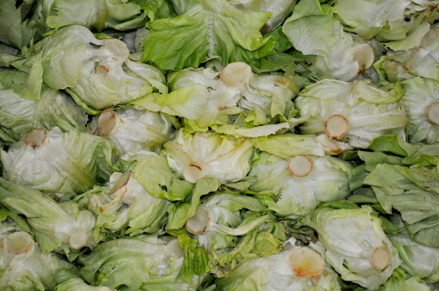 Vegetal, legumes, vista frontal, fundo, fundo, interior, alface, alface, crioulo, verde, muitos, muitos, P12062014