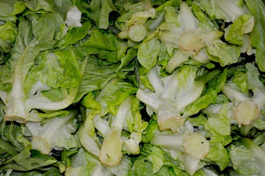 Vegetal, legumes, vista frontal, fundo, fundo, interior, alface, alface, crioulo, verde, muitos, muitos, banha, refeições, dieta, salada, luz, P12062014