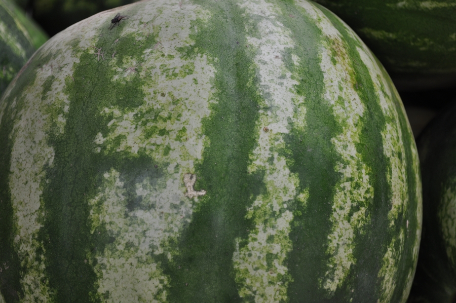 Melancia, frutas, citrullus, lanatus, verde, fundo, p12062014