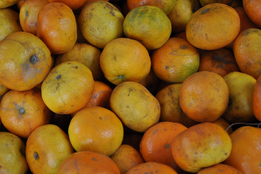 tangerina, tangerinas, laranja, frutas, muitos, muitos, fundo, fundo, P12062014
