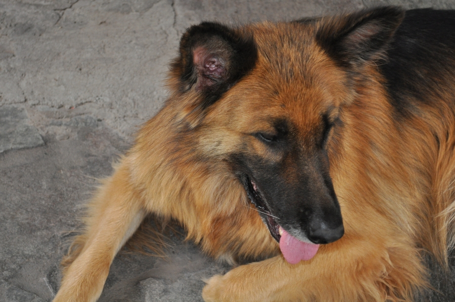 cão, cães, pastor, pastor alemão, animais animais, P12062014