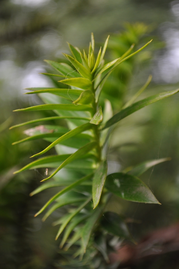 planta, selvagem, selvagem, vista dianteira, verde, natureza, fundo, fundo, P12062014