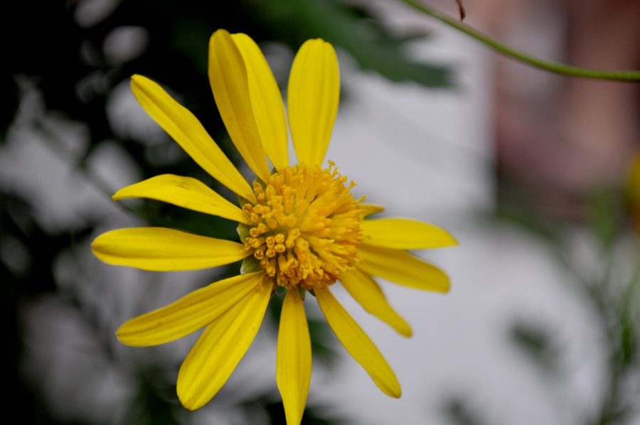 margarida, flor, flores, amarelo, frente, vista, dia, p12062014